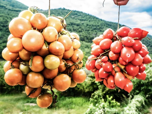 Zwei Sorten Gelber Und Roter Tomaten Gruppenweise Angeordnet Aus Nächster — Stockfoto