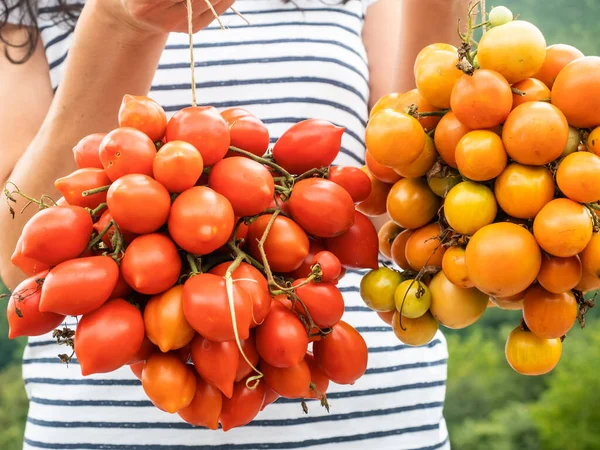 Deux Types Tomates Jaunes Rouges Organisées Grappes Rapprochées Tenues Par — Photo