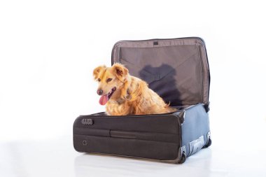 Köpek çantada keklik. Köpekli çanta. Köpek treveler poz veriyor ve gülümsüyor.