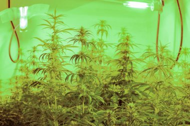 Large Indoor marijuana plants with special light bulbs on to accelerate growth. Growing hemp for pharmaceuticals