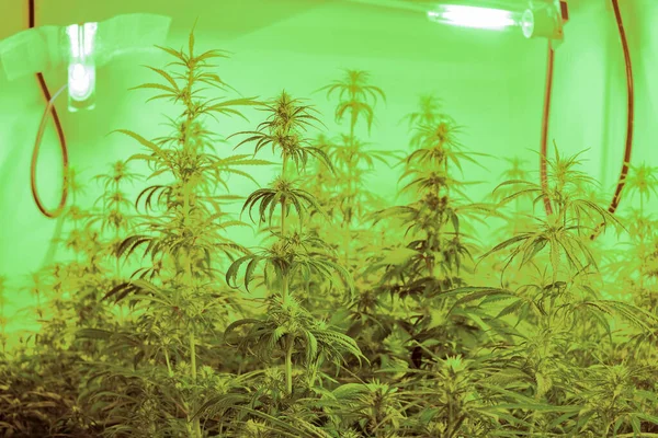 Large Indoor marijuana plants with special light bulbs on to accelerate growth. Growing hemp for pharmaceuticals — Fotografia de Stock