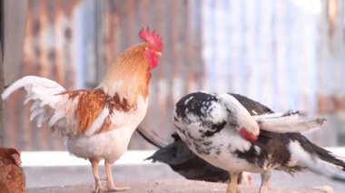 Kırsal kesimdeki bir çiftlikte tavuk ve ördek yan yana duruyor. Kuş gribinin yayılması nedeniyle kümes hayvancılığının azalması. Kuş avlama. Dünya açlığı