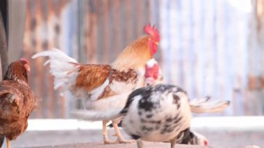 Kümes hayvanı çiftliğinde yürüyen bir Moskovalı ördeğin arka planında öten bir horoz kümes hayvanları katliamı ve dünyanın sosyal medyada açlık sorununun ortaya çıkışını gözler önüne seriyor.