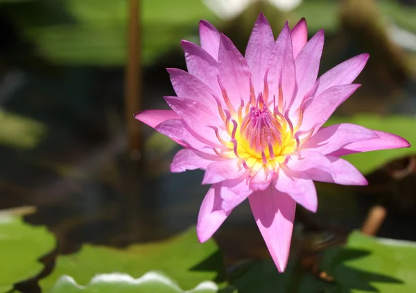pembe lotus