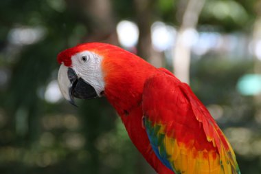 Amerika papağanı papağan kuş