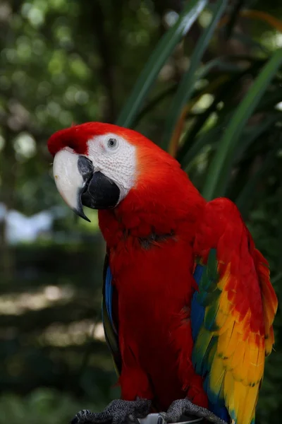 Amerika papağanı papağan kuş