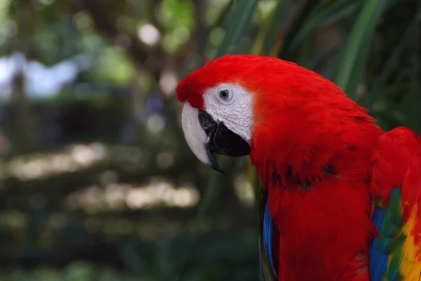 Amerika papağanı papağan kuş