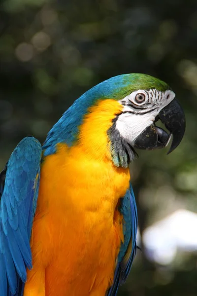 Amerika papağanı papağan kuş