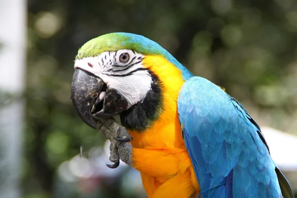 Pájaro loro guacamayo — Foto de Stock