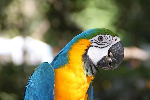 Pájaro loro guacamayo — Foto de Stock