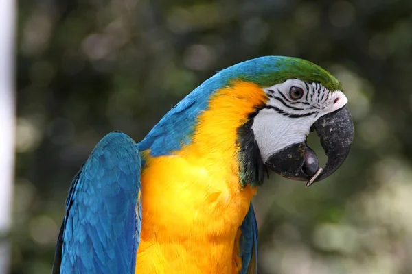 Pájaro loro guacamayo — Foto de Stock