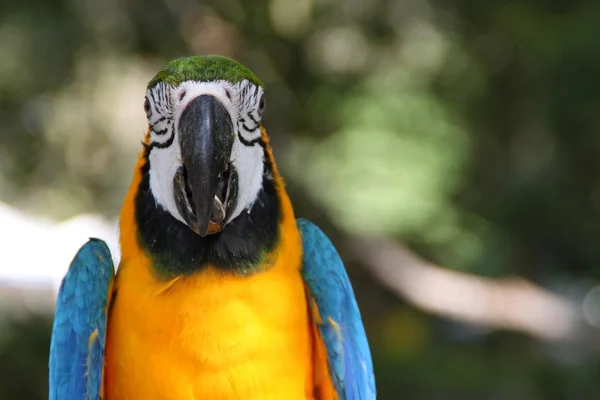 Amerika papağanı papağan kuş