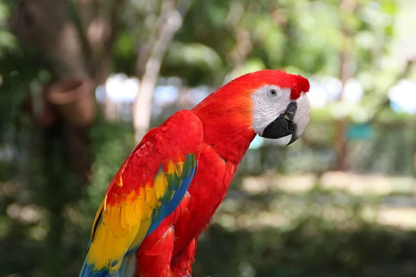 Pájaro loro guacamayo — Foto de Stock