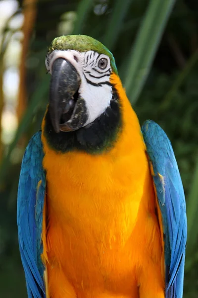 Amerika papağanı papağan kuş