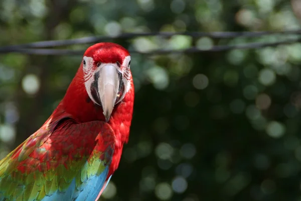 Макао-попугай — стоковое фото