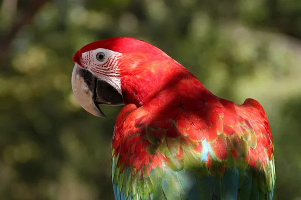 Amerika papağanı papağan kuş