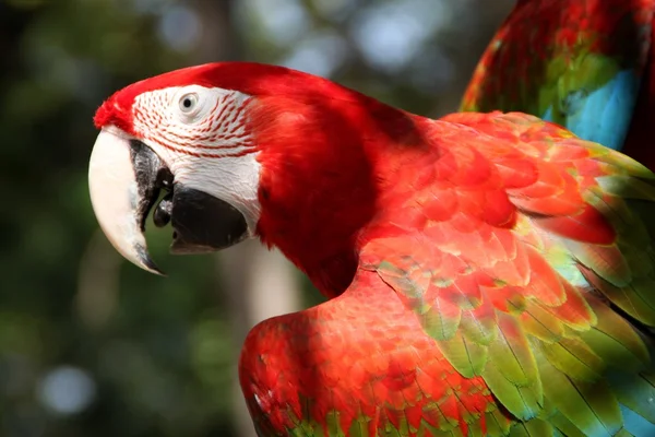 Pájaro loro guacamayo — Foto de Stock