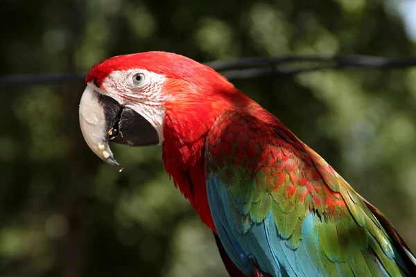 Pájaro loro guacamayo — Foto de Stock