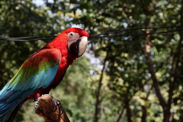Amerika papağanı papağan kuş
