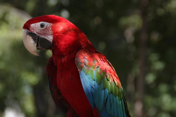 Amerika papağanı papağan kuş