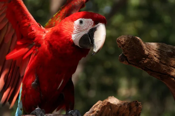 Amerika papağanı papağan kuş
