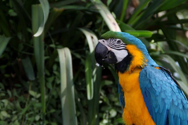 Amerika papağanı papağan kuş