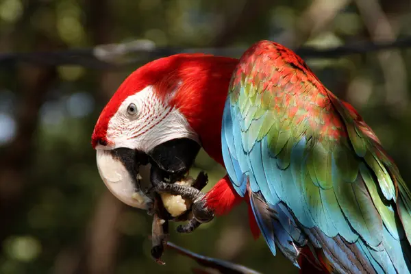 Amerika papağanı papağan kuş
