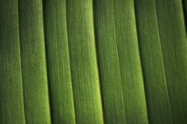 Muz palmiyesi yaprağının yakın çekimi. Yeşil desen