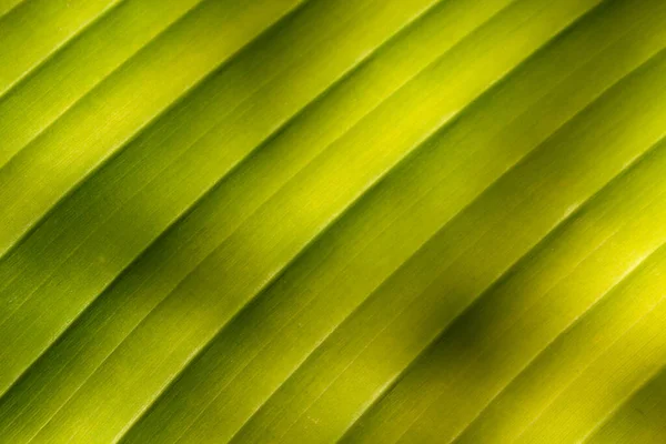 Gros Plan Une Feuille Palmier Bananier Modèle Vert — Photo