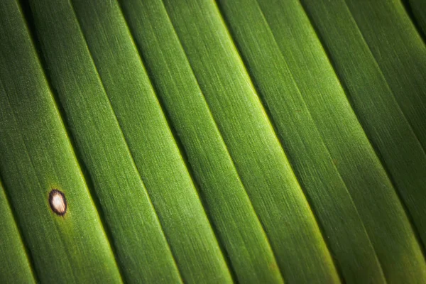 Closeup Banana Palm Leaf Ribs Venus White Defect Leaves Pattern — Stock Photo, Image