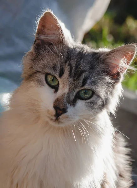 Zblízka Bílé Šedé Kotě Zelenýma Očima Roztomilá Kočička — Stock fotografie