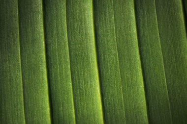 Muz palmiyesi yaprağının yakın çekimi. Yeşil desen