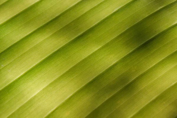 Close Uma Folha Bananeira Padrão Verde — Fotografia de Stock