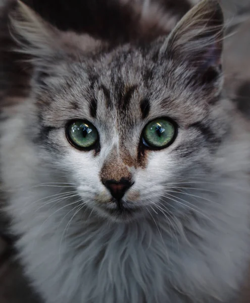 Zblízka Bílé Šedé Kotě Zelenýma Očima Roztomilá Kočička — Stock fotografie
