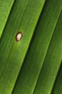 Kaburgaları, venüsü ve beyaz kusuru olan bir muz yaprağının yakın çekimi. Desen bırakır