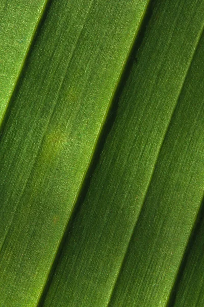 バナナのヤシの葉のクローズアップ 緑の模様 — ストック写真