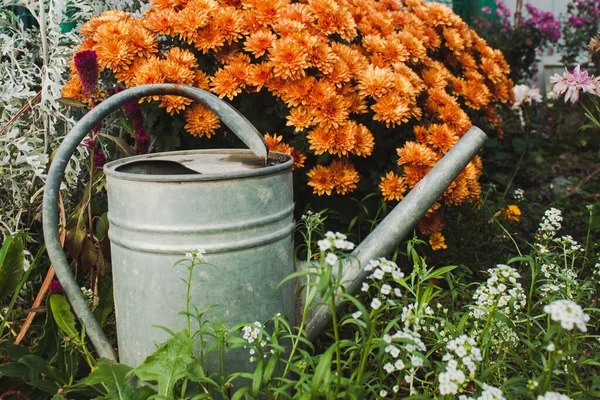 Olla Riego Metal Quedándose Detrás Las Flores Naranjas Jardín — Foto de Stock