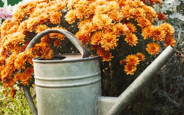 Metall Gießkanne Mit Orangefarbenen Blüten Garten — Stockfoto
