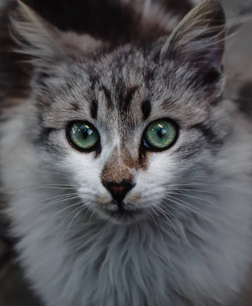 Primer Plano Gatito Blanco Gris Con Ojos Verdes Lindo Gatito —  Fotos de Stock