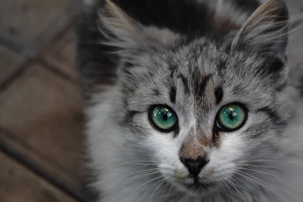 Close Gatinho Branco Cinza Com Olhos Verdes Gatinho Bonito — Fotografia de Stock