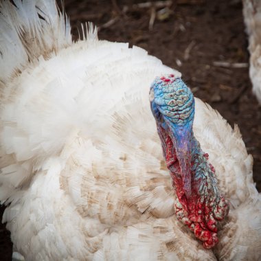 Beyaz bir erkek hindi. Arka planda parlak mavi bir kafası var.