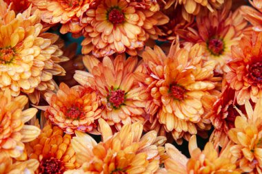 Turuncu, sert, kasımpatı bitkileri. Soyut çiçek arkaplan dokusu