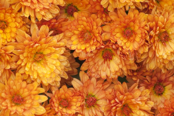 Turuncu, sert, kasımpatı bitkileri. Soyut çiçek arkaplan dokusu