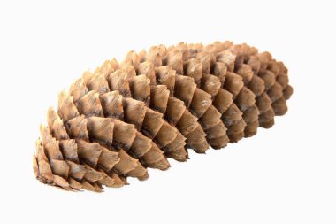 Beyaz arka planda uzun kuru ladin konisi. Yakın plan.