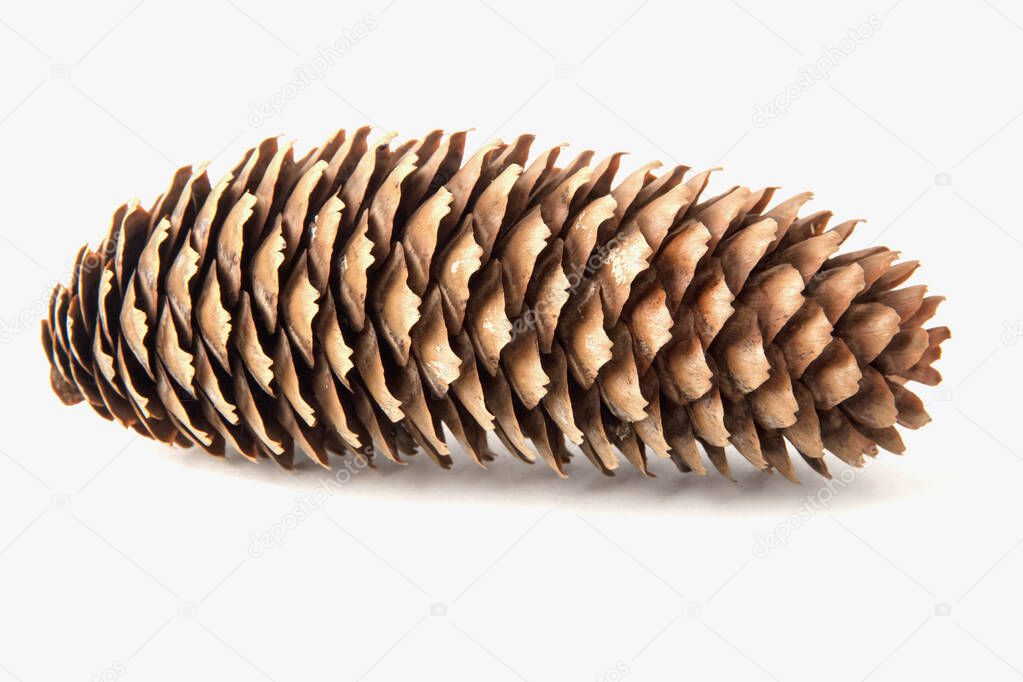 Long drying spruce cone isolated on white background. Close-up. Side view