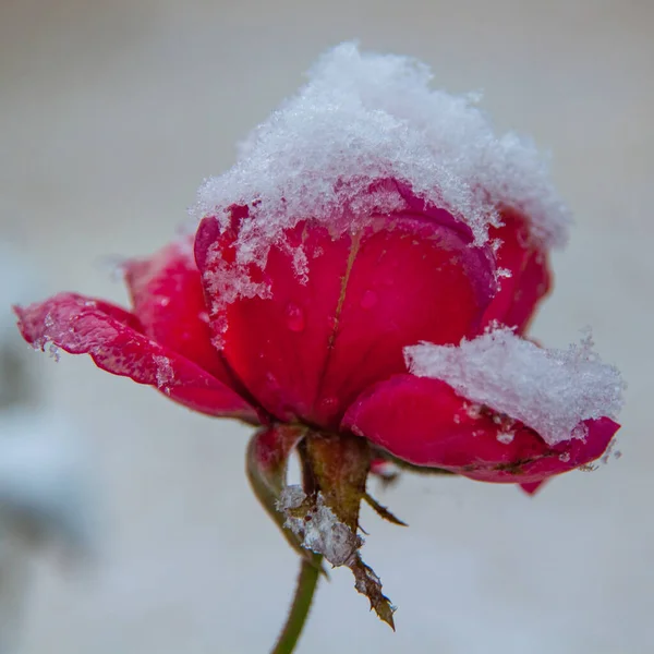 Czerwona Róża Kwietniku Pokryta Świeżym Śniegiem Zamknij Się — Zdjęcie stockowe