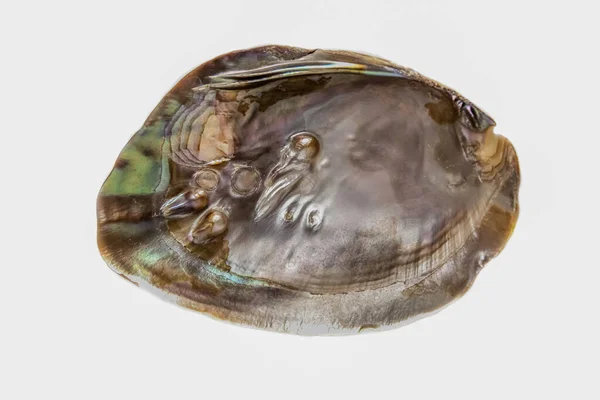 Grande Coquille Huître Perlière Polie Moitié Isolée Sur Fond Blanc — Photo