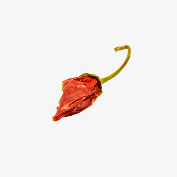 One Dried Red Hot Chili Pepper Isolated White Background Close Stock Picture