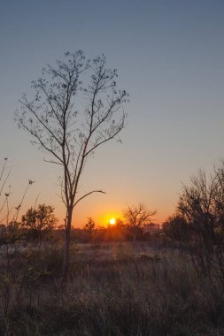 Gün batımının arka planında kalan son kuru yapraklara sahip bir ağaç.