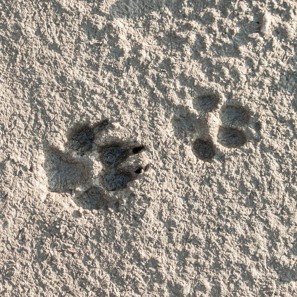 Two dog footprints in the mud
